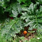 les oeufs cachés dans le parc du petit plessis